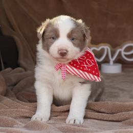 Cooper - Blue Collar - Lilac male Border Collie puppy in Courtland, Alabama from C Bar C Ranch Border Collies