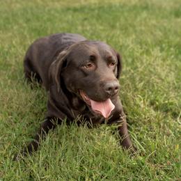 Sabrina - Labrador Retriever