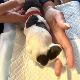German Shorthaired Pointer Puppies from Mill Creek GSP
