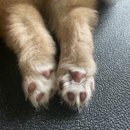 Pomsky Puppies from Blue Sky Pomsky