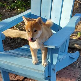 Shiba Inu Puppies from Pendragon Shiba Inu