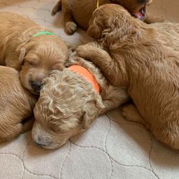 Goldendoodles from Anna