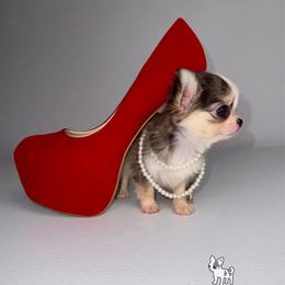 Peeps 8,000 - Black sabled fawn female Chihuahua puppy in Naples, Florida from Naples Tiny Dogs