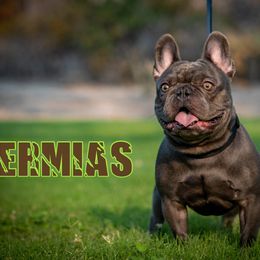 Ermias - French Bulldog
