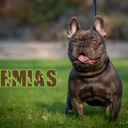 Ermias - French Bulldog
