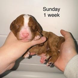 Sunday - Apricot female Goldendoodle puppy in Suring, Wisconsin from Black Oak Doodles