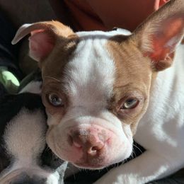Boston Terriers from Chazie Ma's Boston Terriers