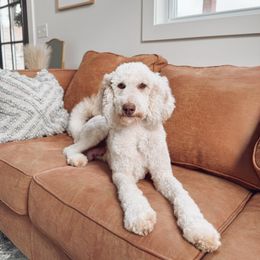 Capri - Poodle