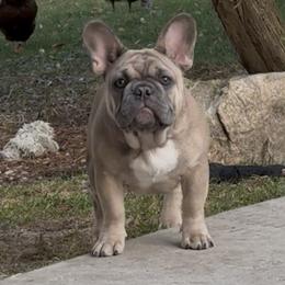 French Bulldog Puppies from Top Billin' Frenchies, LLC