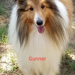 Gunner - Shetland Sheepdog