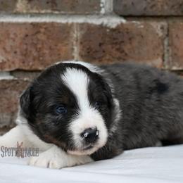 Clyde - Blue merle male Australian Shepherd puppy in Wichita Falls, Texas from Spotted Mule Aussies