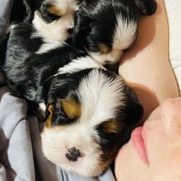 Cavalier King Charles Spaniel puppies from Solheimar