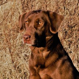 Savannah - Labrador Retriever