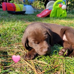 Miss Pink - Chocolate female Labrador Retriever puppy in Deary, Idaho from Sunset Pines Labradors