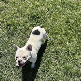 Star Baby - French Bulldog