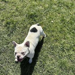 Star Baby - French Bulldog