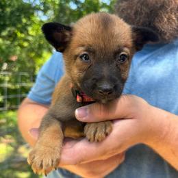 Kiara - female Belgian Malinois puppy in Sheridan, Arkansas from Dark Sky Kennels