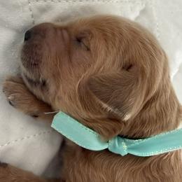 TULA - Red  female Goldendoodle puppy in Porter Ranch, California from Jasperdoodle.com