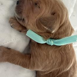 TULA - Red  female Goldendoodle puppy in Porter Ranch, California from Jasperdoodle.com