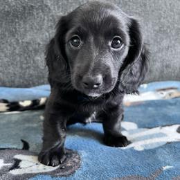 Rowan - Black male Dachshund puppy in Ocala, Florida from Weenie Boops