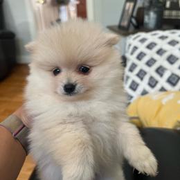 Elizabeth - Cream female Pomeranian puppy in Randleman, North Carolina from Luxurious Poms