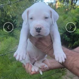 Dogo Argentino Puppies from K&B Southern Oregon Argentino Dogos