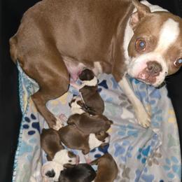 Charlotte Flair - Red female Boston Terrier puppy in Millers Creek, North Carolina from Tumbling Shoals Hilltop Bostons