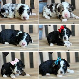 Bernedoodle puppies from Green Ranch Doodles
