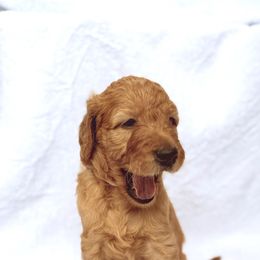 Everest - Apricot female Goldendoodle puppy in Hollywood, Florida from Royal Goldendoodle