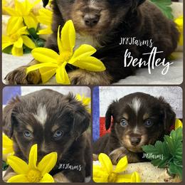 3 Bentley , RTM - Red tri-color male Miniature American Shepherd puppy in Huntington, Texas from JKKJ Farms, LLC