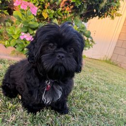 Kobe - Black and white male Shih Tzu puppy in Lakewood, California from GariTzu Kingdom