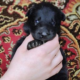Lotus - Black female German Shepherd puppy in Holden, Missouri from Shiloh's Shepherds & Ridgebacks