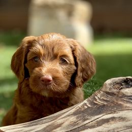 Australian Labradoodle Puppies from Cascade Canyon Labradoodles
