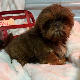 AKC Kendall - Red and tan female Shih Tzu puppy in Elgin, South Carolina from Silver Bells Paw Prints