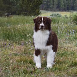 Rip - Australian Shepherd