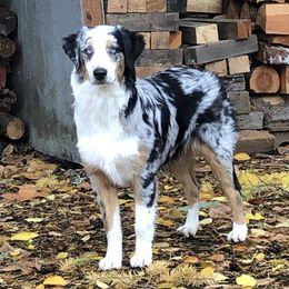 Australian Shepherds from Delaney's Australian Shepherds