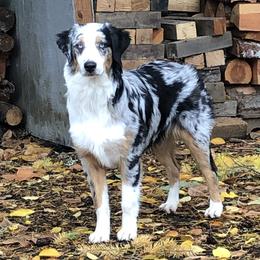 Australian Shepherds from Delaney's Australian Shepherds