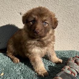 Teal Collar Girl - Sable female German Shepherd puppy in Columbus, Mississippi from Olde Wolfe German Shepherds