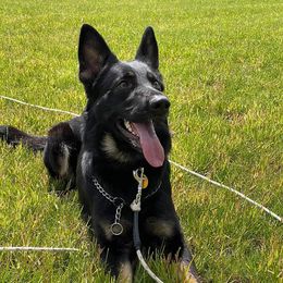 Alaskan Malamute and German Shepherd All Grown Up from Willowhaus