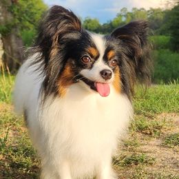 ready - Papillon