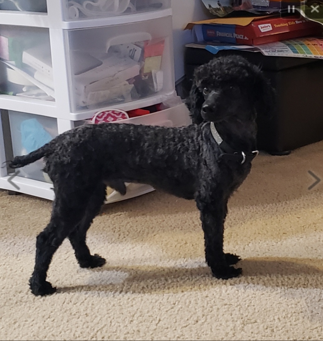 Asher - Poodle