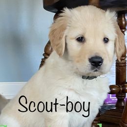 Golden Retriever Puppies from Ginn’s Golden Retrievers