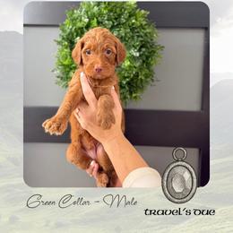 Travels Due - Red  male Goldendoodle puppy in Garland, Texas from Twilight Doodles