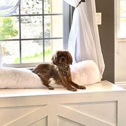 Cavalier King Charles Spaniel Puppies from JoJo’s Cavaliers