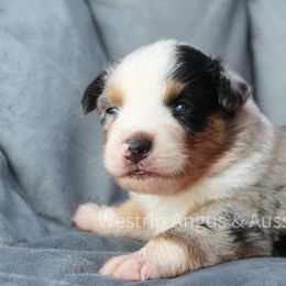 Australian Shepherd Puppies from Westrip Angus & Aussies