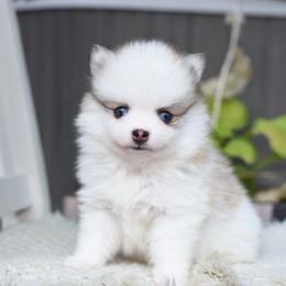 Bitsy - White female Pomsky puppy in Coos Bay, Oregon from Ocean View Pomskies