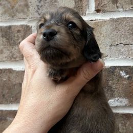 Winifred - Cream female Dachshund puppy in Enterprise, Alabama from Kismet Doxies