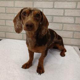 Dachshunds from Low Down Dashchuand