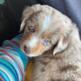 Miniature Australian Shepherds from Branded Trails Aussies