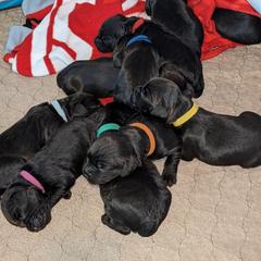 Boy 3 - Boykin Spaniel puppy in Madison, Wisconsin from Pyro Pups Kennel